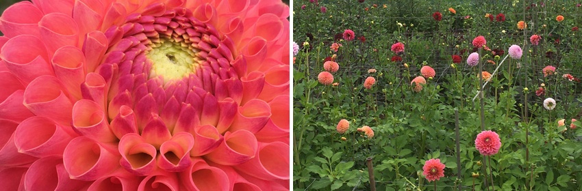 Dahlia 1