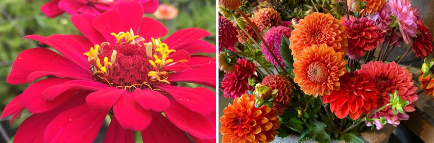 Dahlias 2