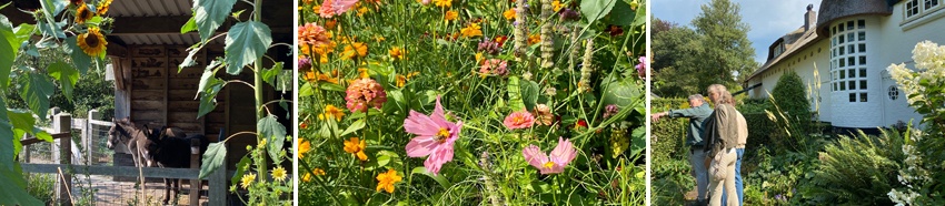Pluktuin 2