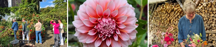 Pluktuin 5