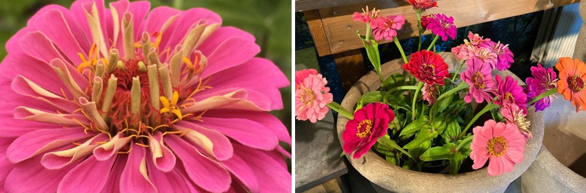 Zinnia 1