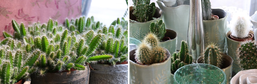 Cactussen 1