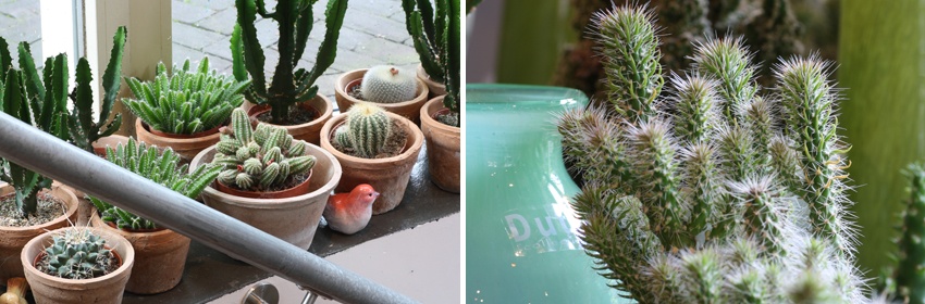 Cactussen 2