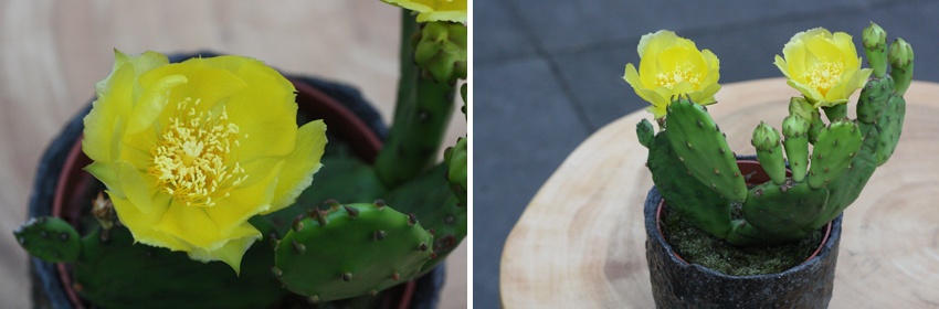 Cactussen 3