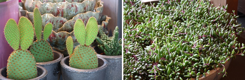 Cactussen 4