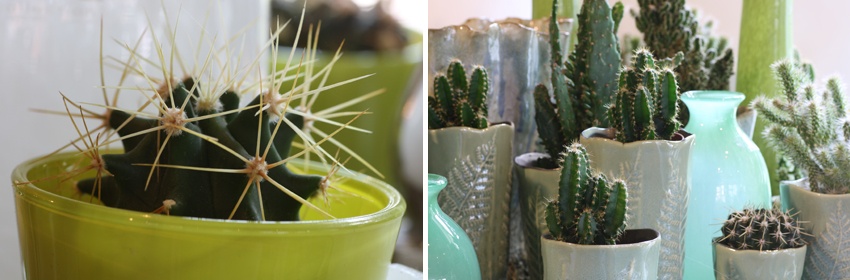 Cactussen 5