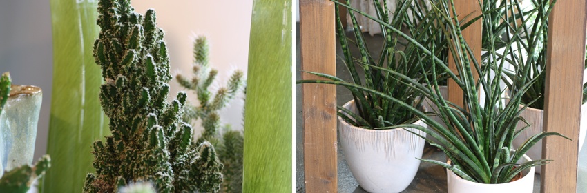 Cactussen 6