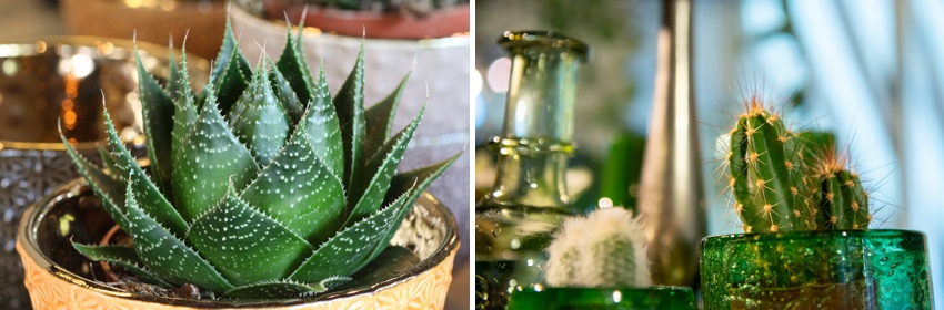 Cactussen 7