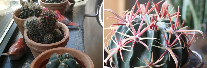 Cactussen 8