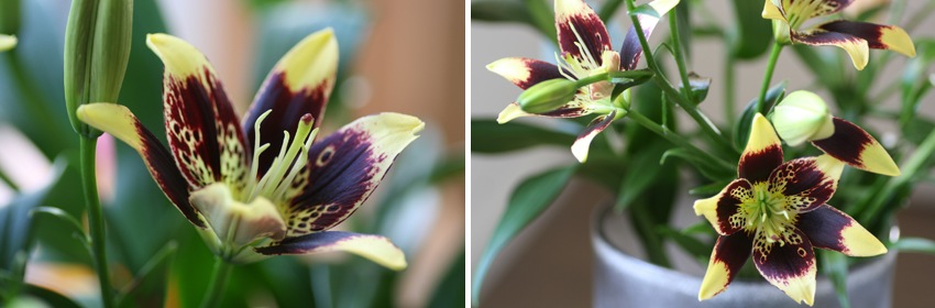 Een mooie bloem de lelie 1
