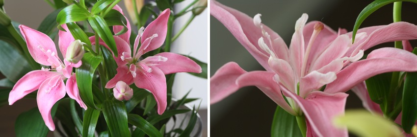 Een mooie bloem de lelie 2