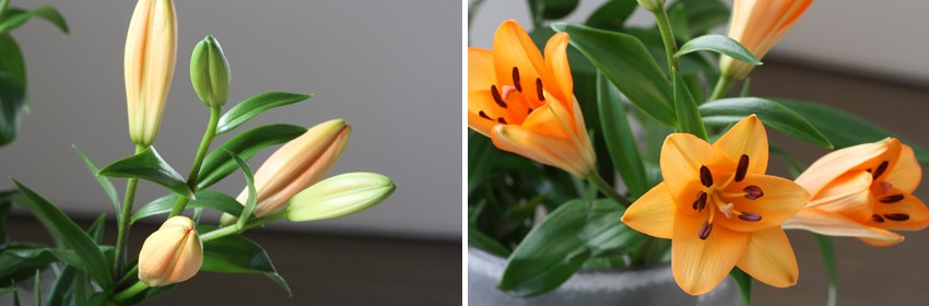 Een mooie bloem de lelie 3