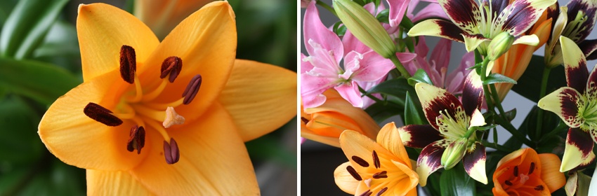 Een mooie bloem de lelie 4