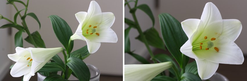 Een mooie bloem de lelie 5