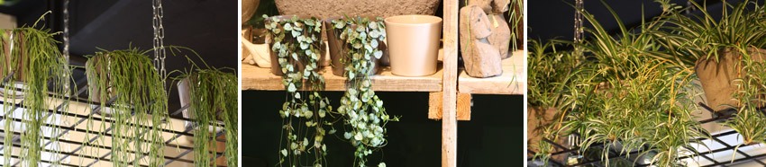 Hangplanten 6