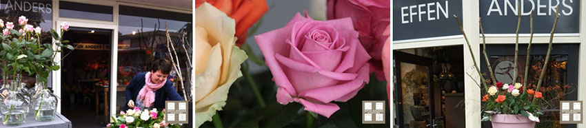 Inspiratie van de Nederlandse roos