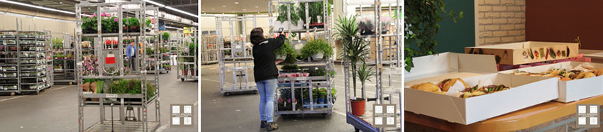Planten en varens