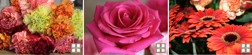 Bloemen die samen mooi combineren