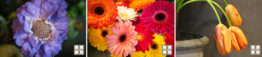 Bloemen die samen mooi combineren