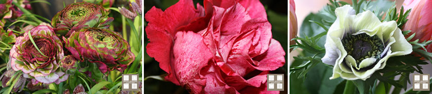 Bloemen die samen mooi combineren